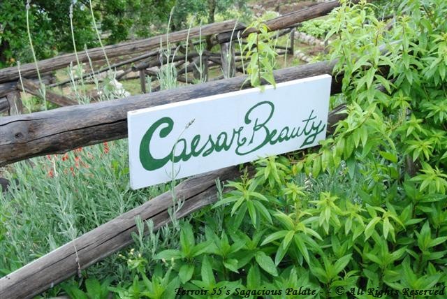 Caesar Augustus - Wellness Area