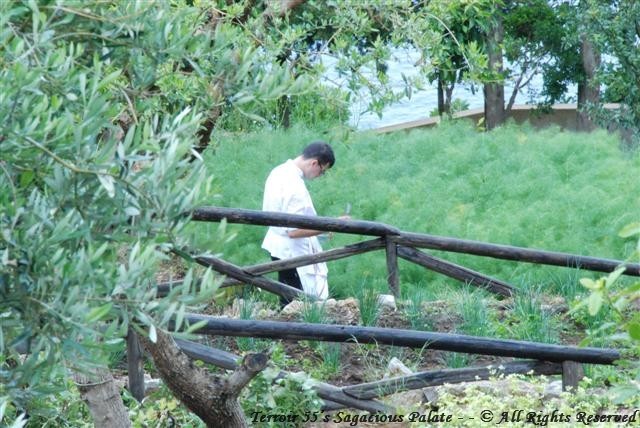 Caesar Augustus - In the herb garden, hmm what's for dinner???