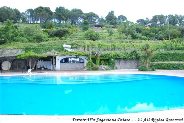 The vineyards overlooking the pool
