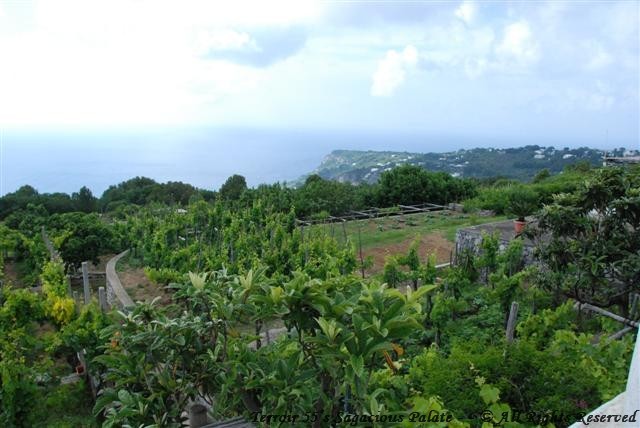 The herb and vegetable gardens