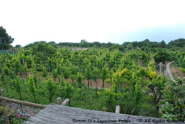 Vineyards 