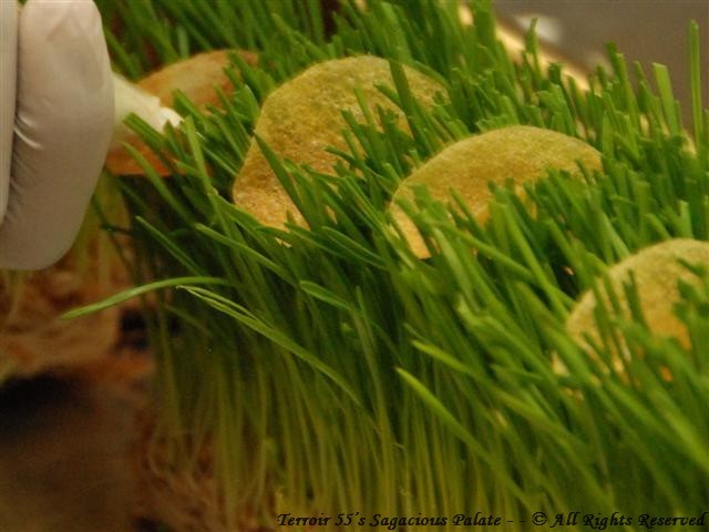 Caviar Tacos nestled in wheatgrass