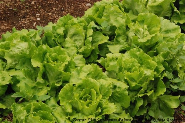 Lettuce