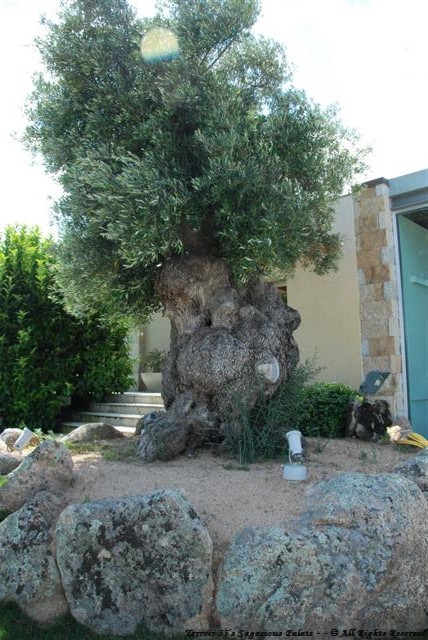 Olive Tree