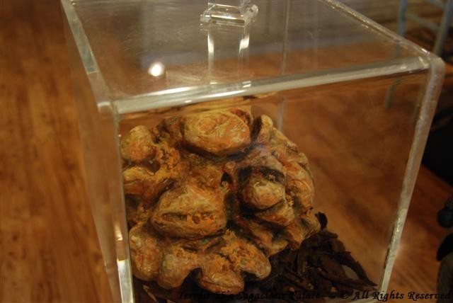 Replica of the 2.13 lb truffle