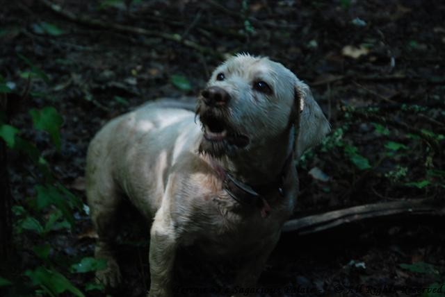 Giotto taking a break