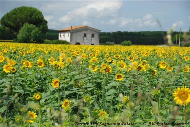 Field of sunflowers on our way back