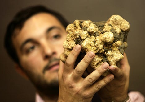 Cristiano Savini holding the 2.13 pound white truffle - Photo by Andrew Medichini